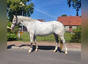 Altri pony/cavalli di piccola taglia, Giumenta, 6 Anni, 155 cm, Leopard