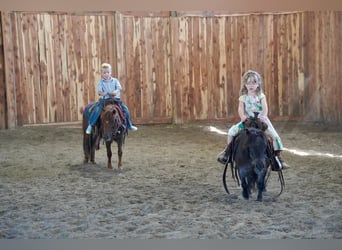 Altri pony/cavalli di piccola taglia, Giumenta, 6 Anni, 69 cm, Roano blu
