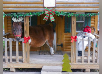 Altri pony/cavalli di piccola taglia, Giumenta, 6 Anni, 71 cm, Pezzato