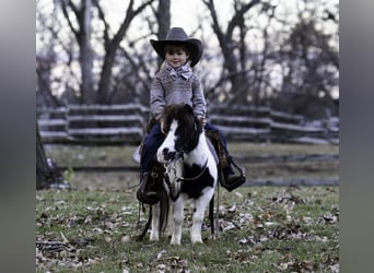 Altri pony/cavalli di piccola taglia, Giumenta, 6 Anni, 74 cm