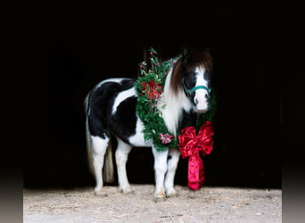 Altri pony/cavalli di piccola taglia, Giumenta, 6 Anni, 74 cm