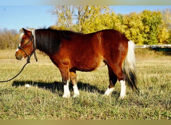 Altri pony/cavalli di piccola taglia, Giumenta, 6 Anni, 86 cm, Baio ciliegia