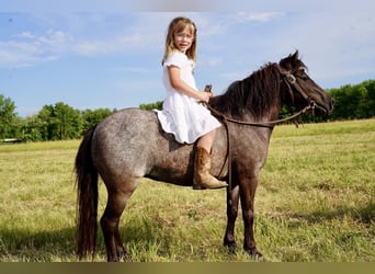 Altri pony/cavalli di piccola taglia, Giumenta, 6 Anni, 91 cm, Roano blu
