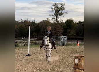 Altri pony/cavalli di piccola taglia, Giumenta, 7 Anni, 112 cm, Leopard