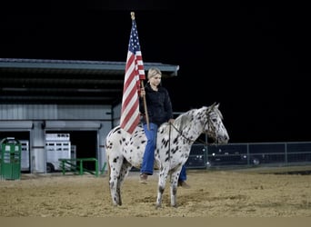 Altri pony/cavalli di piccola taglia, Giumenta, 7 Anni, 112 cm, Leopard
