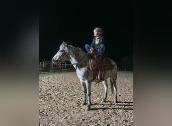 Altri pony/cavalli di piccola taglia, Giumenta, 7 Anni, 112 cm, Leopard