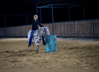 Altri pony/cavalli di piccola taglia, Giumenta, 7 Anni, 112 cm, Leopard