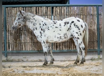Altri pony/cavalli di piccola taglia, Giumenta, 7 Anni, 112 cm, Leopard