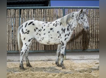 Altri pony/cavalli di piccola taglia, Giumenta, 7 Anni, 112 cm, Leopard