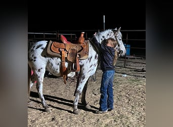Altri pony/cavalli di piccola taglia, Giumenta, 7 Anni, 112 cm, Leopard