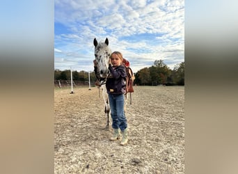 Altri pony/cavalli di piccola taglia, Giumenta, 7 Anni, 112 cm, Leopard