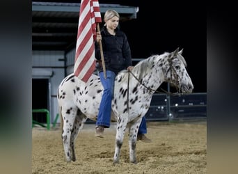 Altri pony/cavalli di piccola taglia, Giumenta, 7 Anni, 112 cm, Leopard