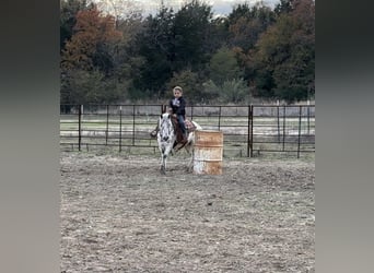 Altri pony/cavalli di piccola taglia, Giumenta, 7 Anni, 112 cm, Leopard