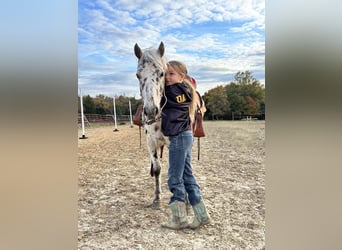 Altri pony/cavalli di piccola taglia, Giumenta, 7 Anni, 112 cm, Leopard
