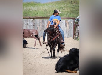 Altri pony/cavalli di piccola taglia, Giumenta, 7 Anni, 117 cm, Morello