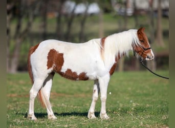 Altri pony/cavalli di piccola taglia, Giumenta, 7 Anni, 119 cm, Pezzato