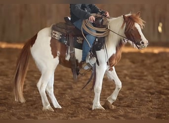 Altri pony/cavalli di piccola taglia, Giumenta, 7 Anni, 119 cm, Pezzato