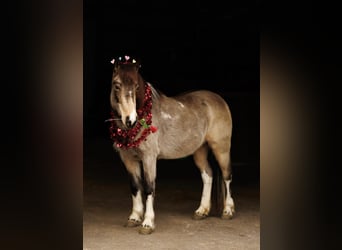 Altri pony/cavalli di piccola taglia, Giumenta, 7 Anni, 124 cm