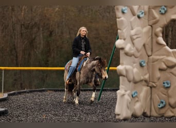 Altri pony/cavalli di piccola taglia, Giumenta, 7 Anni, 124 cm