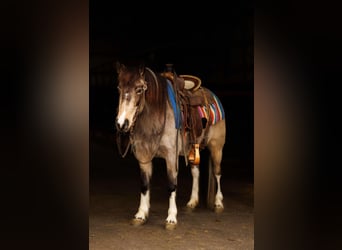 Altri pony/cavalli di piccola taglia, Giumenta, 7 Anni, 124 cm