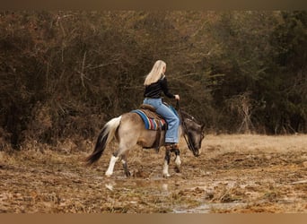 Altri pony/cavalli di piccola taglia, Giumenta, 7 Anni, 124 cm