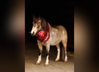 Altri pony/cavalli di piccola taglia, Giumenta, 7 Anni, 124 cm