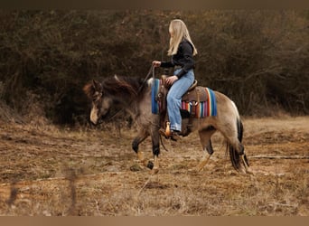 Altri pony/cavalli di piccola taglia, Giumenta, 7 Anni, 124 cm