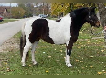 Altri pony/cavalli di piccola taglia, Giumenta, 7 Anni, 126 cm, Pezzato