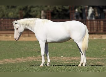 Altri pony/cavalli di piccola taglia, Giumenta, 7 Anni, 130 cm, Bianco