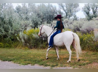 Altri pony/cavalli di piccola taglia, Giumenta, 7 Anni, 130 cm, Bianco