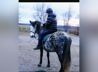 Altri pony/cavalli di piccola taglia Mix, Giumenta, 7 Anni, 140 cm, Grigio pezzato
