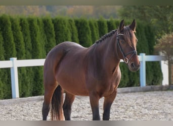 Altri pony/cavalli di piccola taglia, Giumenta, 7 Anni, 145 cm, Baio