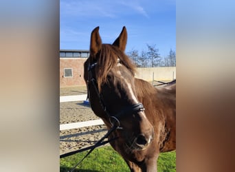 Altri pony/cavalli di piccola taglia, Giumenta, 7 Anni, 145 cm, Sauro scuro