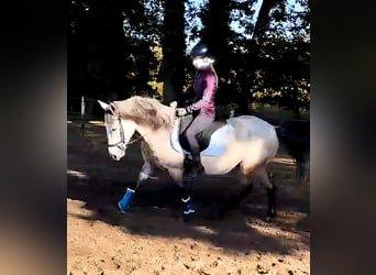 Altri pony/cavalli di piccola taglia, Giumenta, 7 Anni, 147 cm, Falbo baio