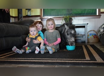 Altri pony/cavalli di piccola taglia, Giumenta, 7 Anni, 81 cm, Roano blu