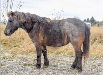 Altri pony/cavalli di piccola taglia, Giumenta, 7 Anni, 99 cm, Roano blu