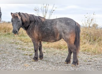 Altri pony/cavalli di piccola taglia, Giumenta, 7 Anni, 99 cm, Roano blu