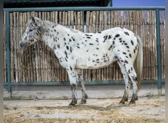 Altri pony/cavalli di piccola taglia, Giumenta, 8 Anni, 112 cm, Leopard