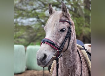 Altri pony/cavalli di piccola taglia Mix, Giumenta, 8 Anni, 138 cm, Grigio trotinato