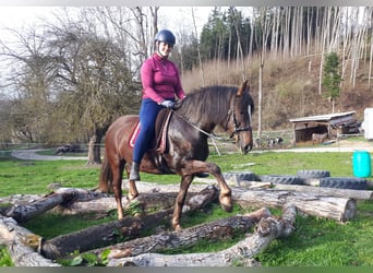 Altri pony/cavalli di piccola taglia, Giumenta, 8 Anni, 145 cm, Sauro scuro