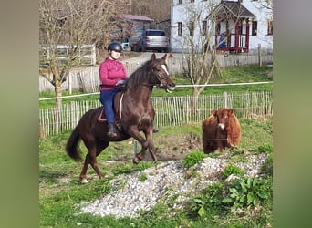 Altri pony/cavalli di piccola taglia, Giumenta, 8 Anni, 145 cm, Sauro scuro