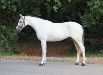 Altri pony/cavalli di piccola taglia, Giumenta, 8 Anni, 155 cm, Bianco