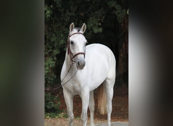 Altri pony/cavalli di piccola taglia, Giumenta, 8 Anni, 155 cm, Bianco