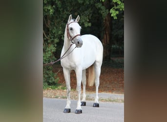Altri pony/cavalli di piccola taglia, Giumenta, 8 Anni, 155 cm, Bianco