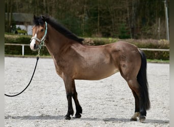 Altri pony/cavalli di piccola taglia, Giumenta, 9 Anni, 125 cm, Baio