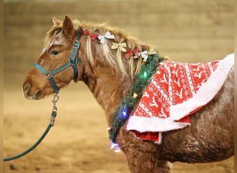 Altri pony/cavalli di piccola taglia, Giumenta, 9 Anni, 127 cm, Roano rosso