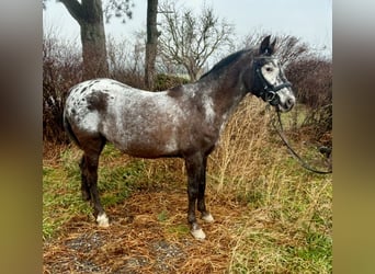 Altri pony/cavalli di piccola taglia, Giumenta, 9 Anni, 130 cm, Falbo baio