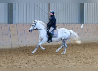 Altri pony/cavalli di piccola taglia, Giumenta, 9 Anni, 135 cm, Grigio pezzato