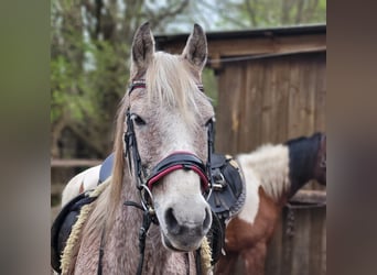 Altri pony/cavalli di piccola taglia Mix, Giumenta, 9 Anni, 140 cm, Grigio trotinato