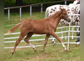 Altri pony/cavalli di piccola taglia, Giumenta, Puledri
 (03/2024), 139 cm, Sauro